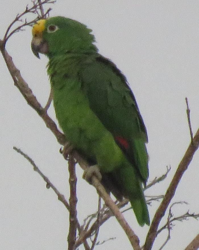 Yellow-crowned Parrot - ML77427741