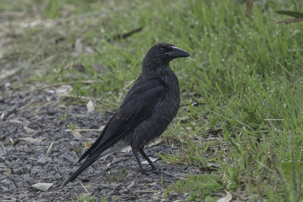 Pied Currawong - ML77427921