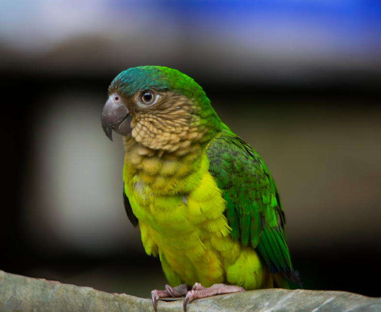 Brown-throated Parakeet - Jossie Esteban Lázaro Romero