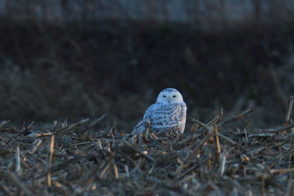 Snowy Owl - Vern Wilkins 🦉