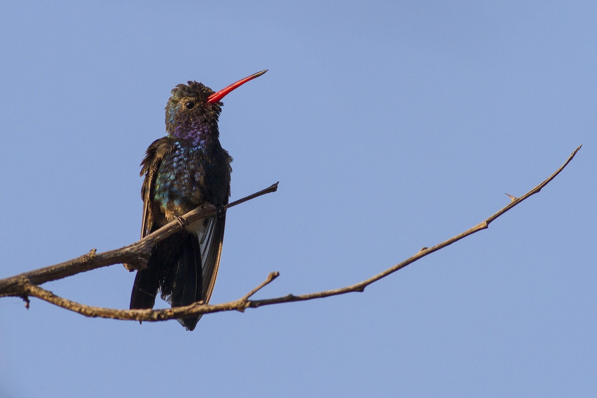Turquoise-crowned Hummingbird - Jacob Drucker