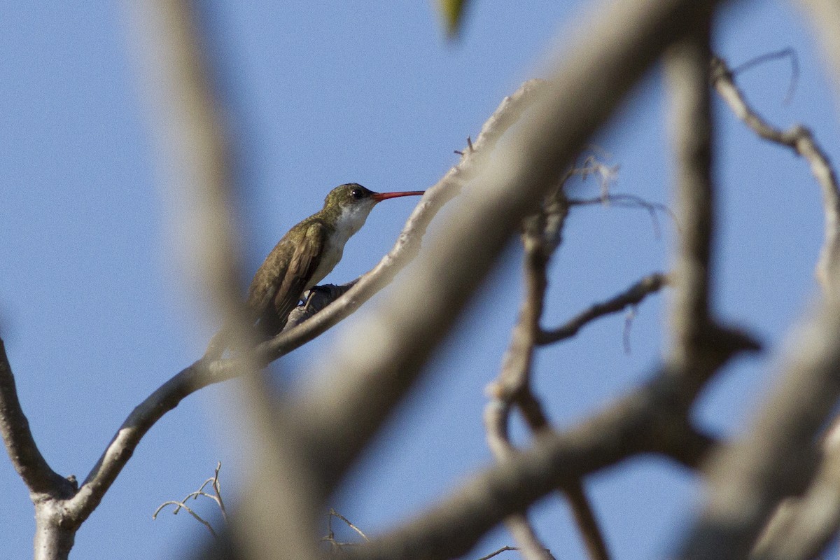 Green-fronted Hummingbird (Green-fronted) - Jacob Drucker