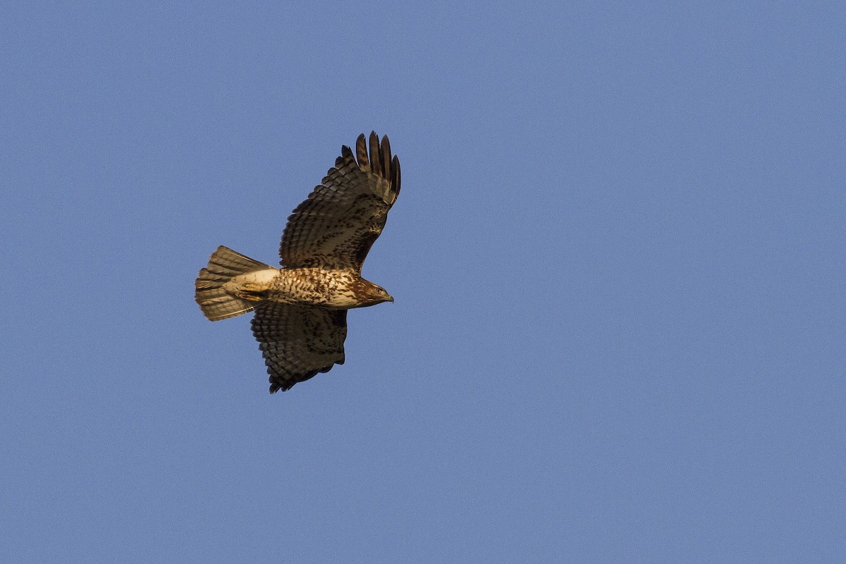 Red-tailed Hawk - ML77428771