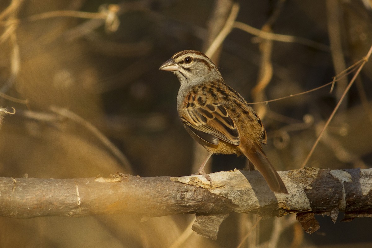 Cinnamon-tailed Sparrow - Jacob Drucker