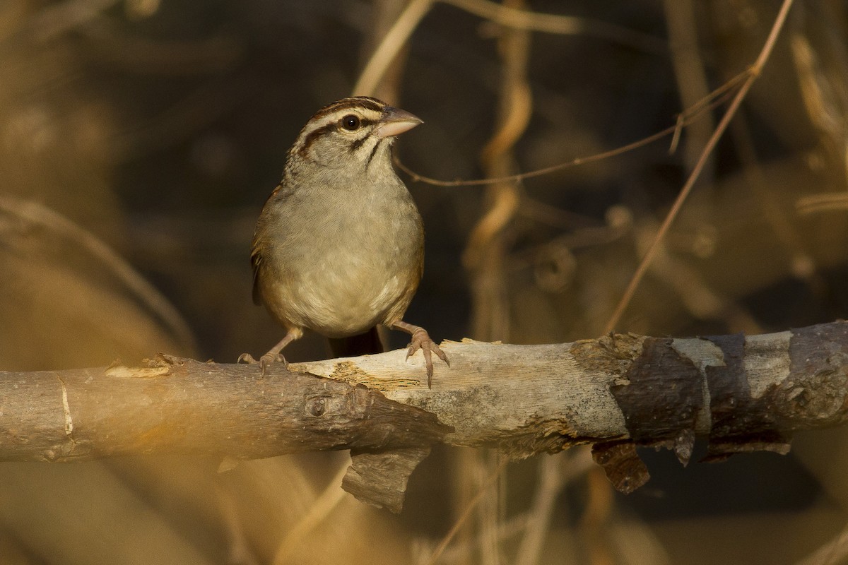 Cinnamon-tailed Sparrow - Jacob Drucker