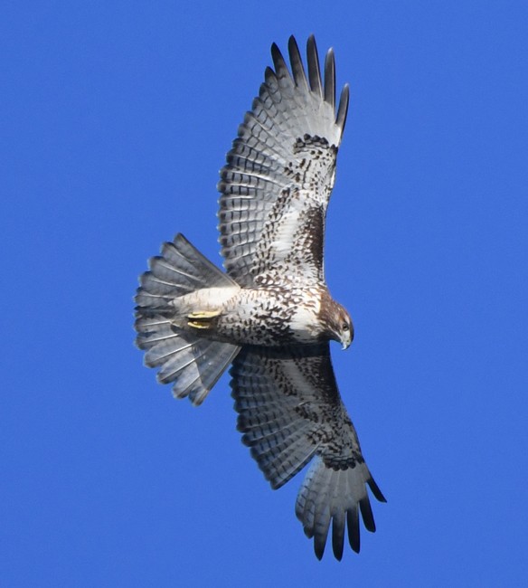 Red-tailed Hawk - ML77429171