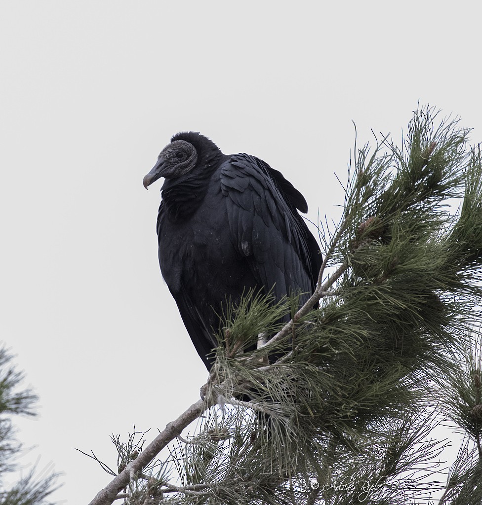 Black Vulture - Arlene Ripley