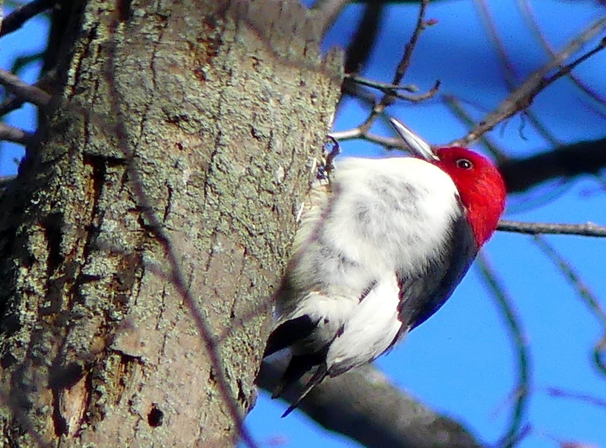 Red-headed Woodpecker - Micheline Ouellet