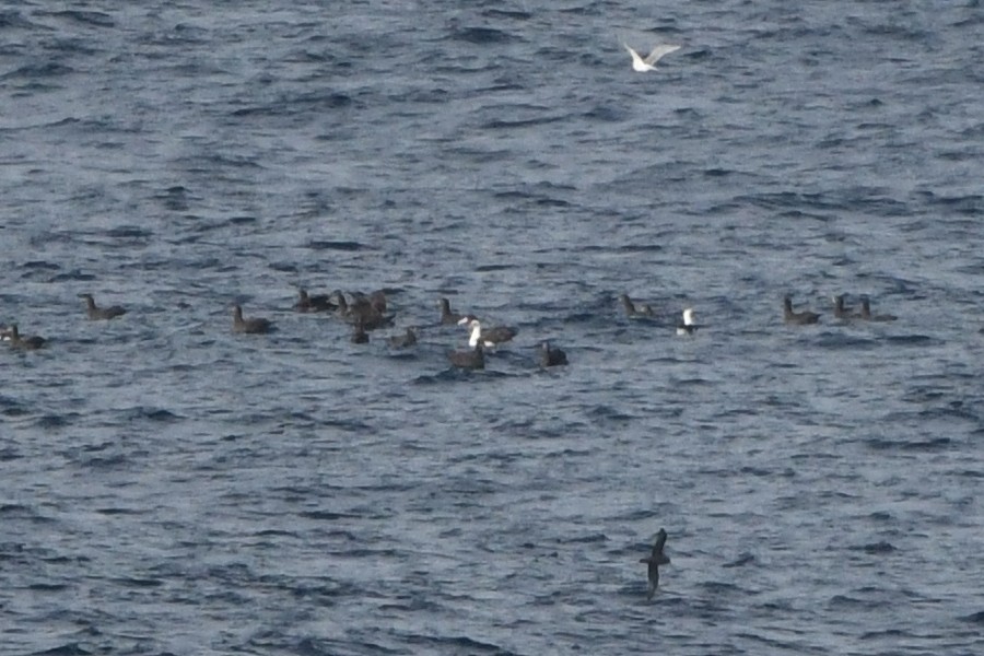 Short-tailed Albatross - ML77438861