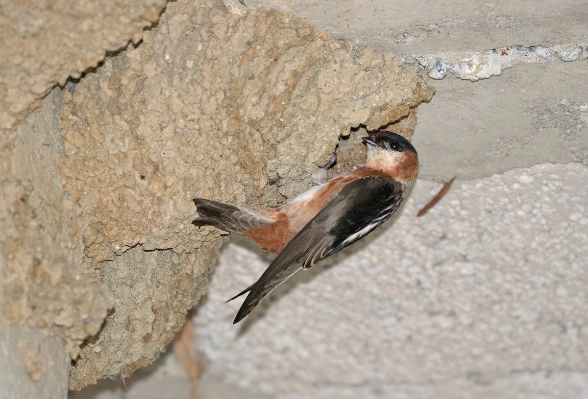 Chestnut-collared Swallow - ML77439461