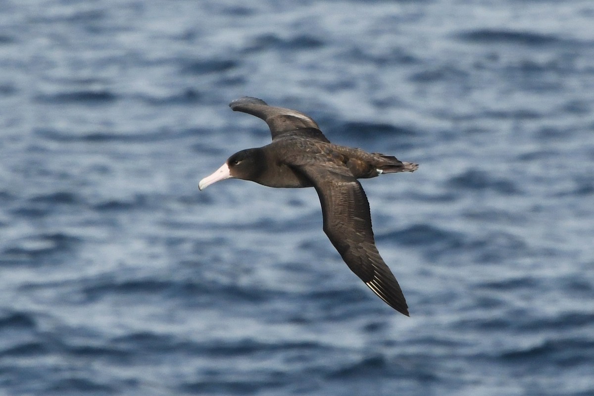 Short-tailed Albatross - Ryan Merrill