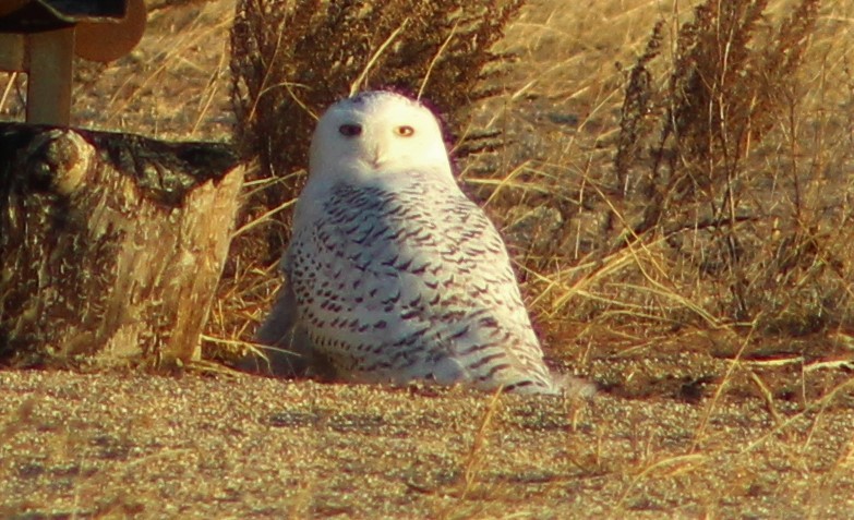 Snowy Owl - ML77439681