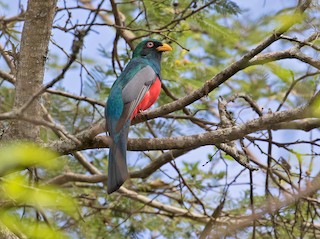  - Ecuadorian Trogon