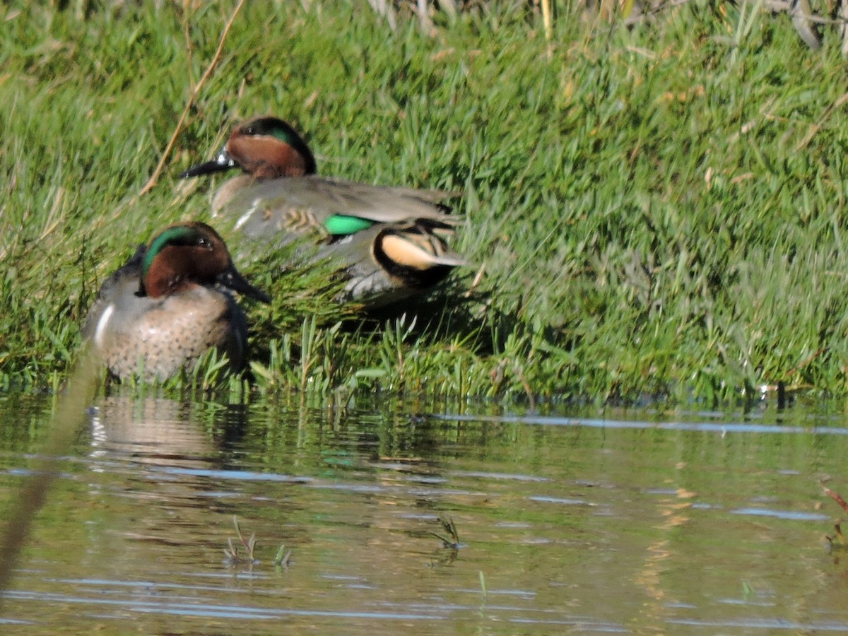 Green-winged Teal - Gail DeLalla