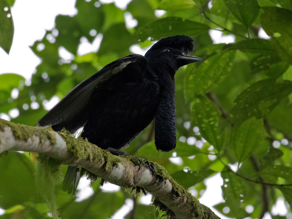 Эквадорская зонтичная птица - ML77440361