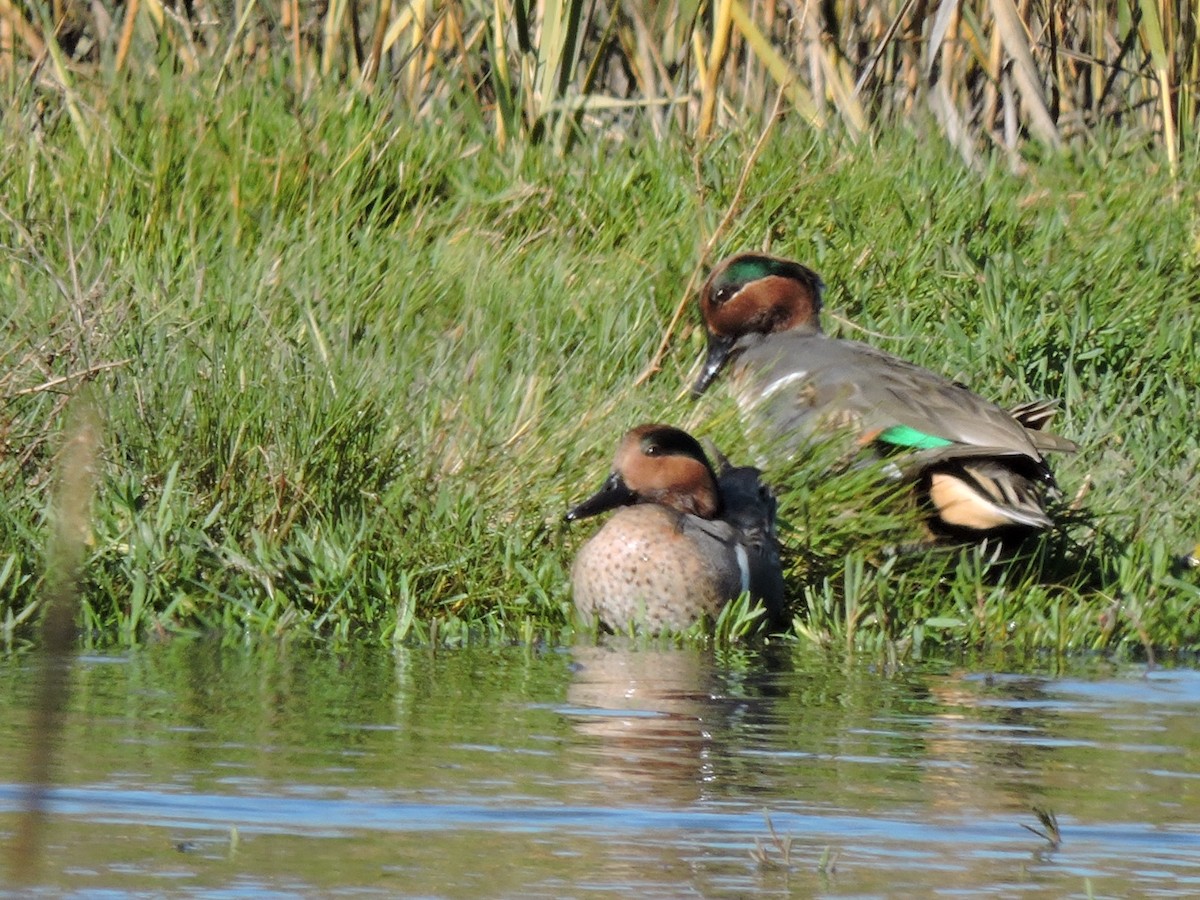 Green-winged Teal - ML77440371