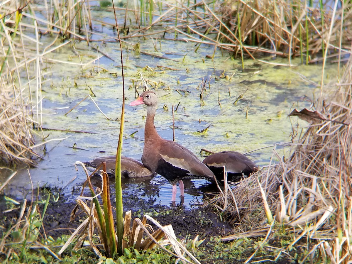 Black-bellied Whistling-Duck - Timothy O'Leary