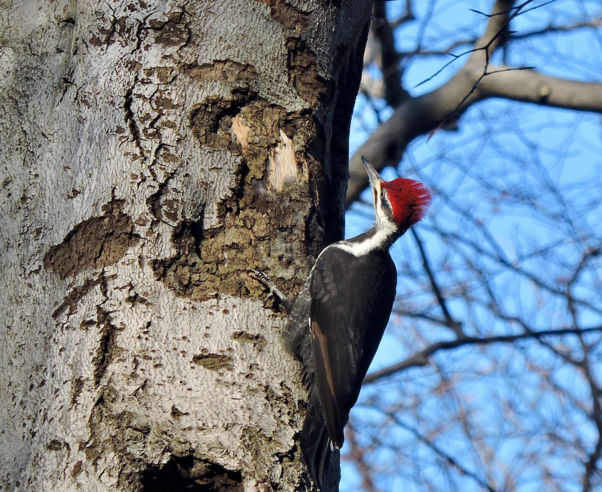 Pileated Woodpecker - Huguette Longpré