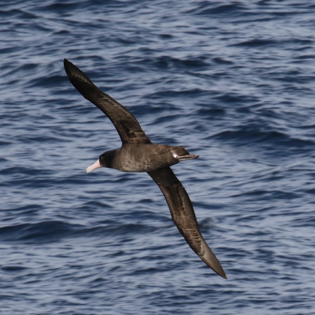 Short-tailed Albatross - ML77441601