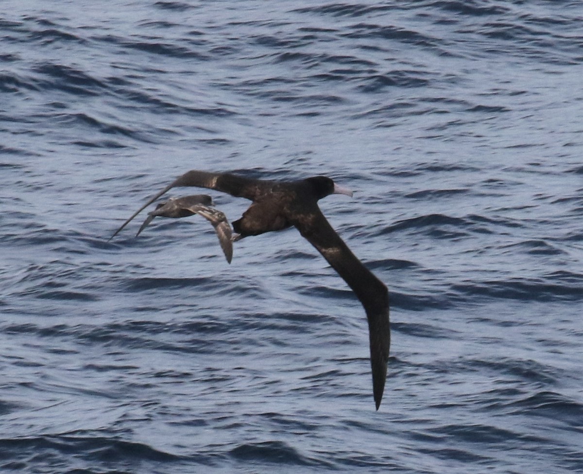 Short-tailed Albatross - ML77441621