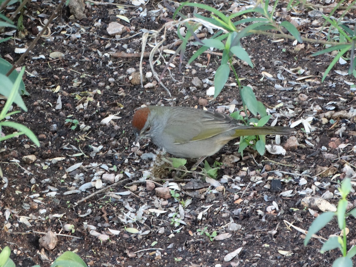 Green-tailed Towhee - Janine McCabe