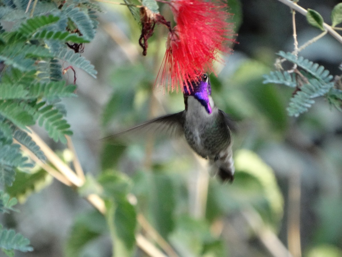Costa's Hummingbird - ML77441851