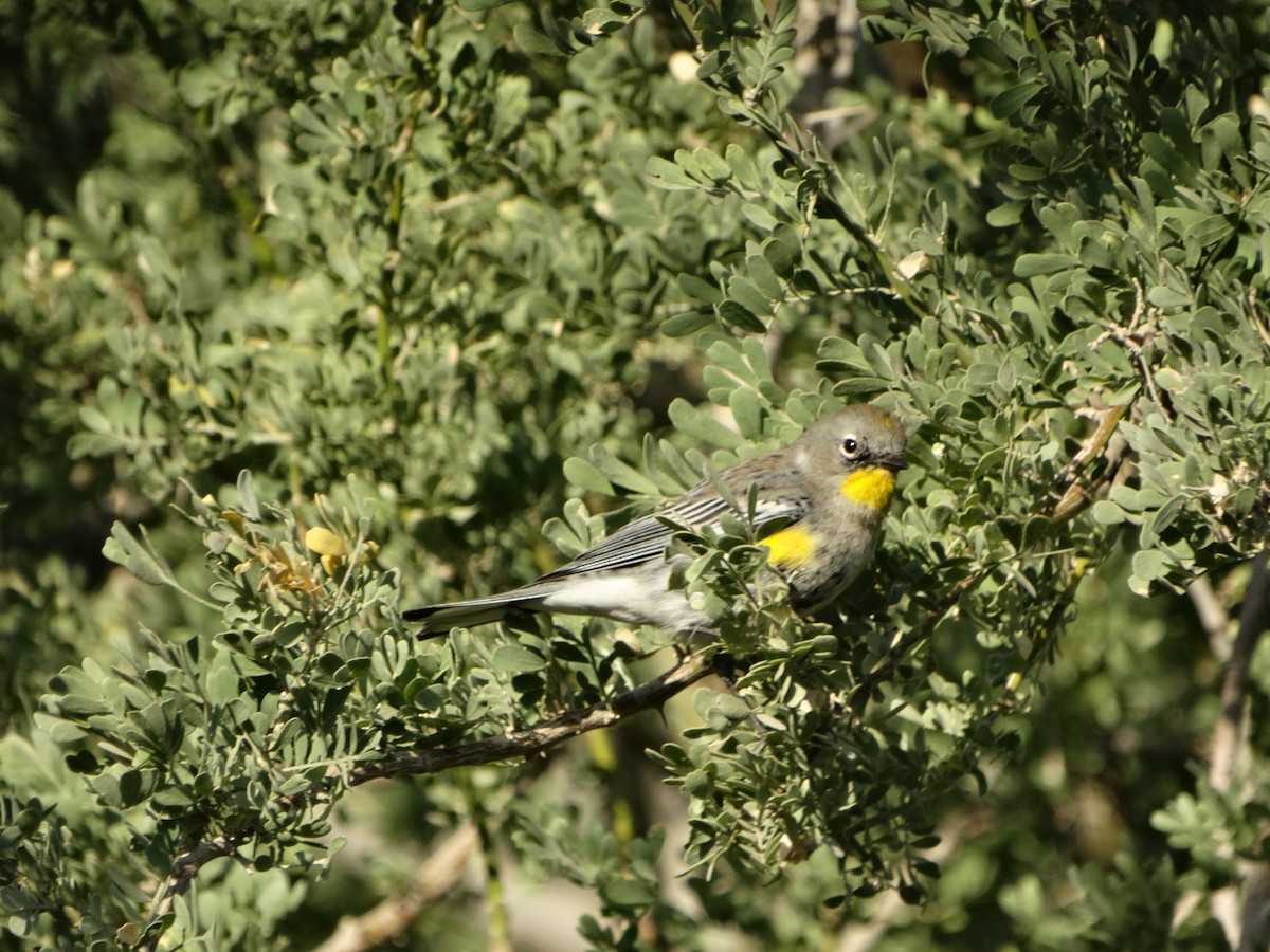 Yellow-rumped Warbler (Audubon's) - ML77442081