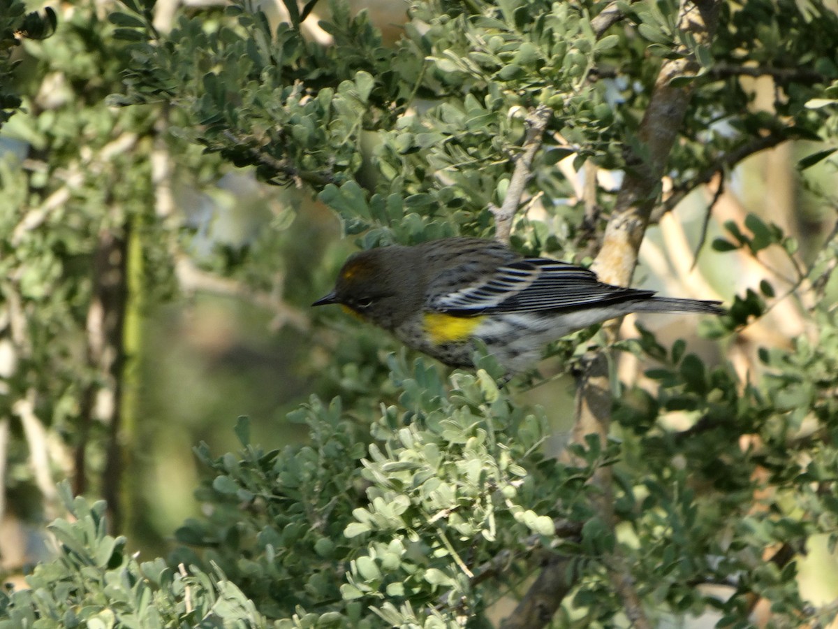 Yellow-rumped Warbler (Audubon's) - ML77442091