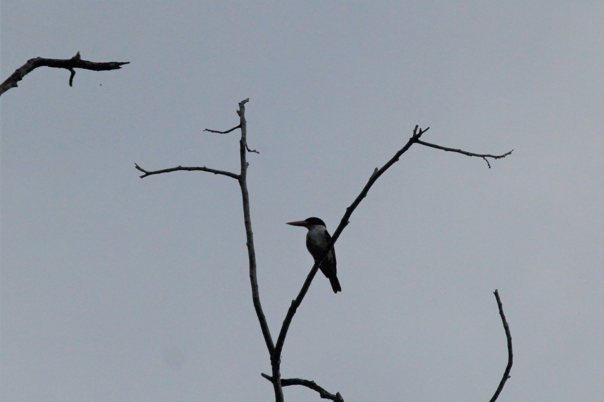 Black-capped Kingfisher - ML77442791