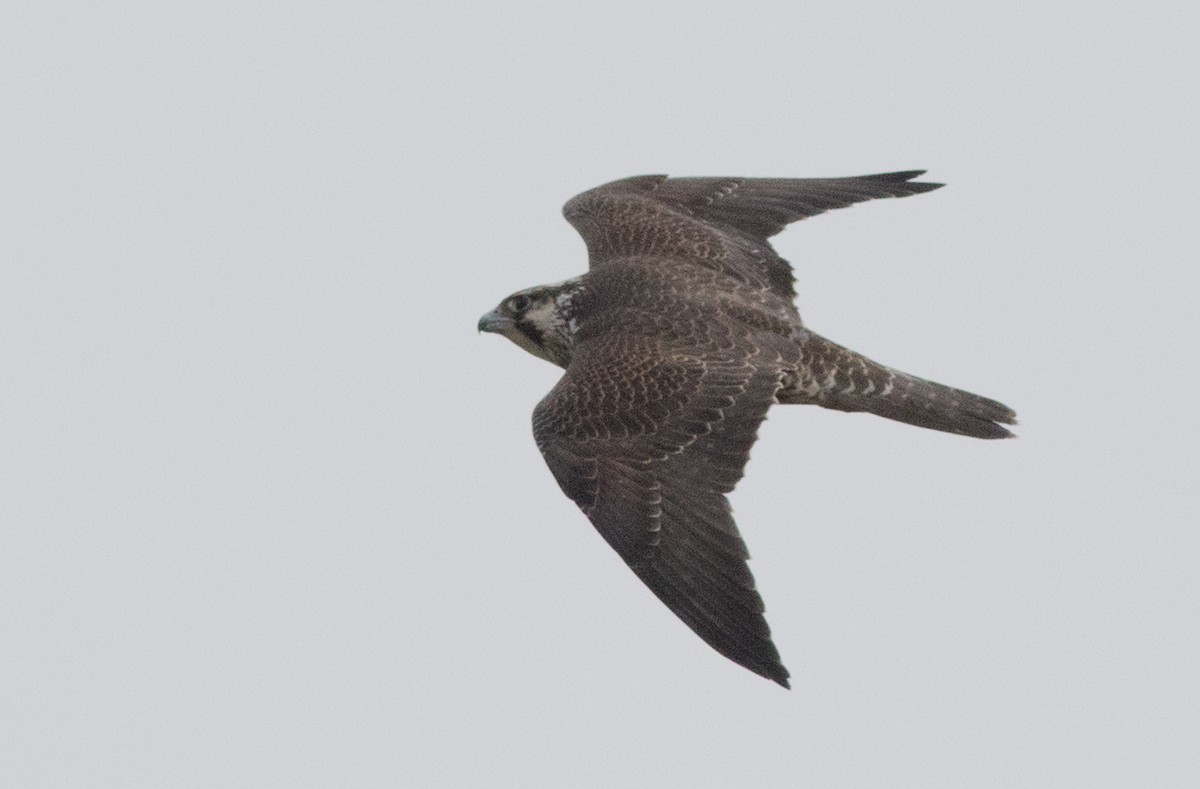 Peregrine Falcon (Tundra) - Joachim Bertrands