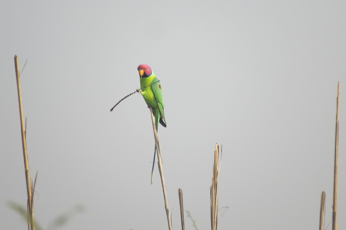 Plum-headed Parakeet - Misha Bansal