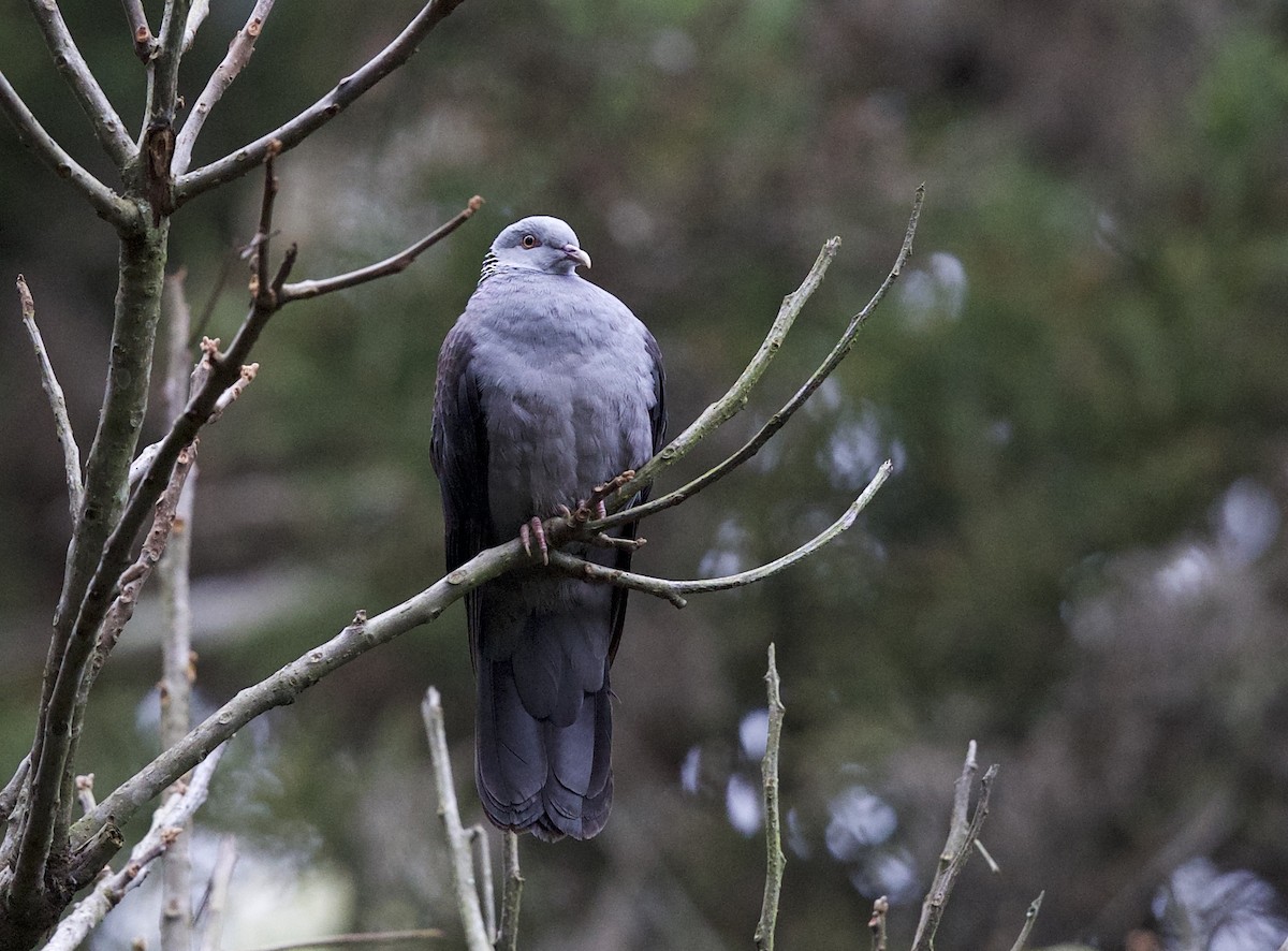 Nilgiri Wood-Pigeon - ML77448281