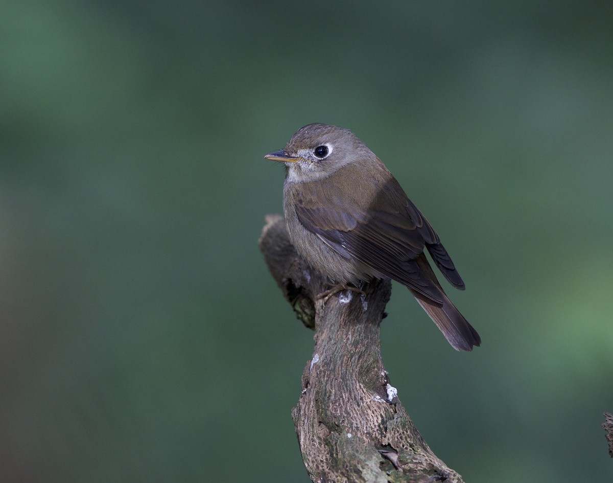 Brown-breasted Flycatcher - ML77448321