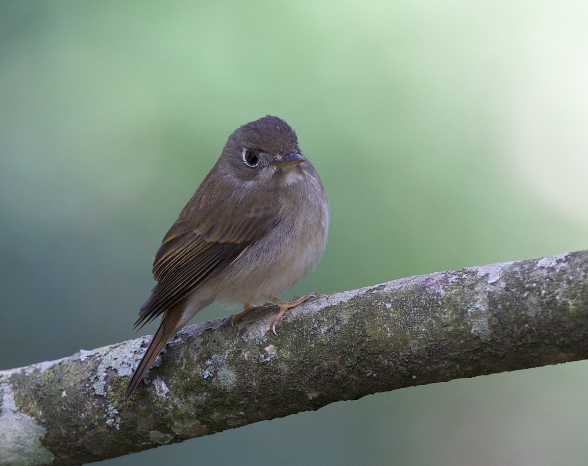 Brown-breasted Flycatcher - ML77448331