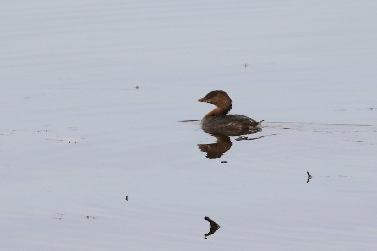 Pied-billed Grebe - Colin Sumrall