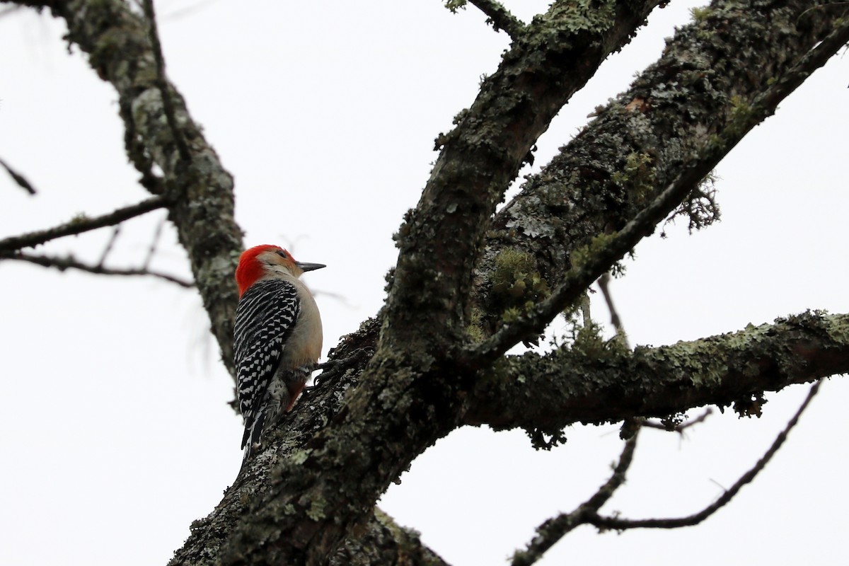 Red-bellied Woodpecker - ML77452641