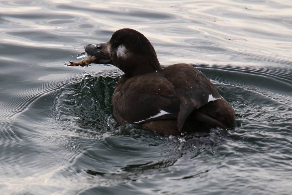 White-winged Scoter - Keith  Mueller