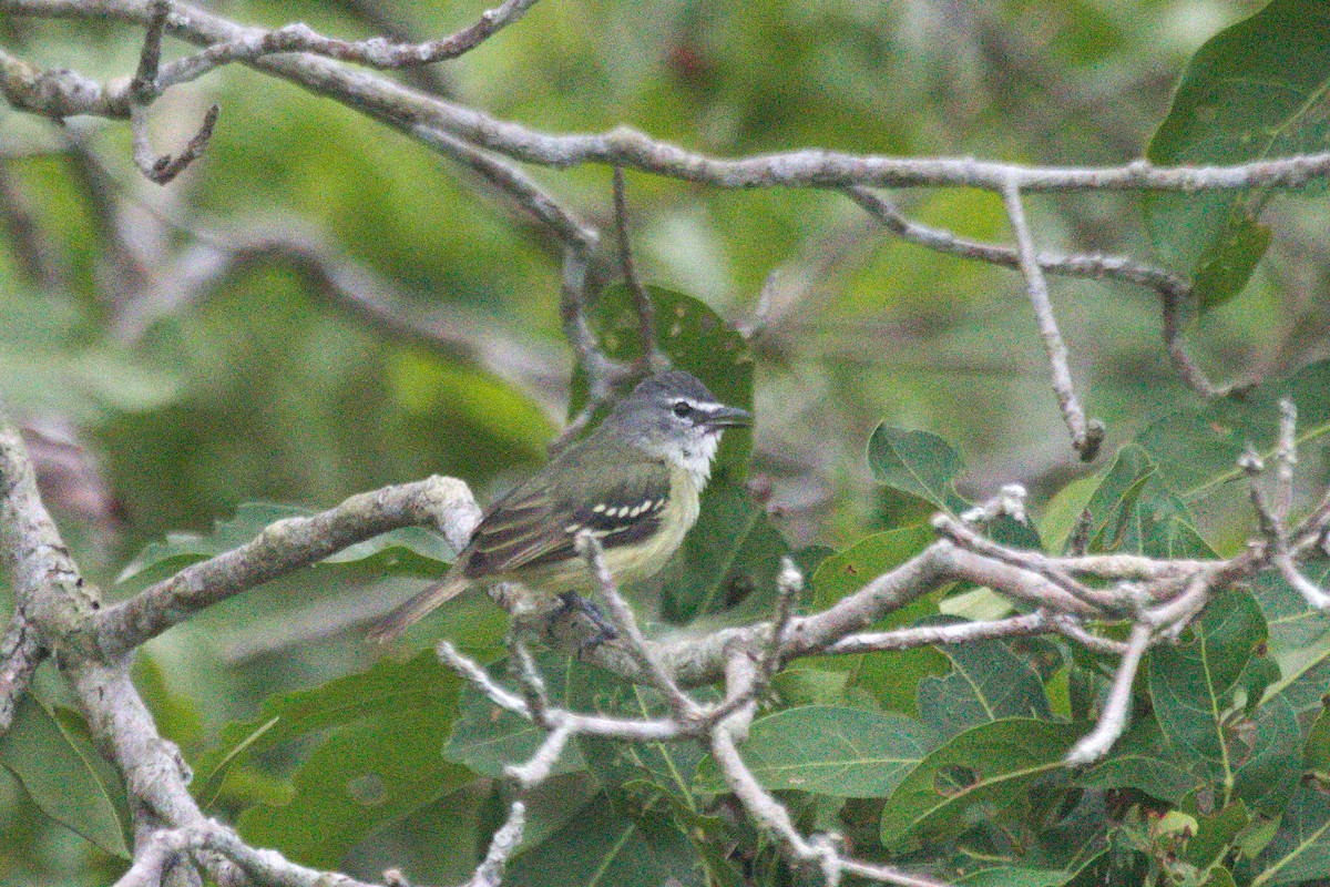 White-lored Tyrannulet - Oliver  Metcalf