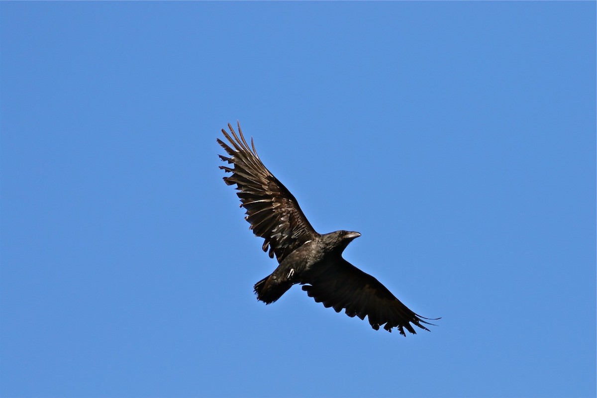 Common Raven - Bill Hill
