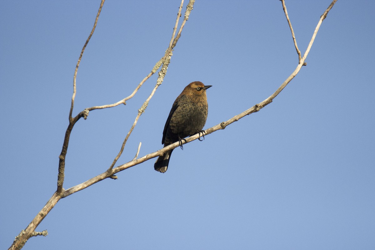 Rusty Blackbird - MELISSA  SOVAY
