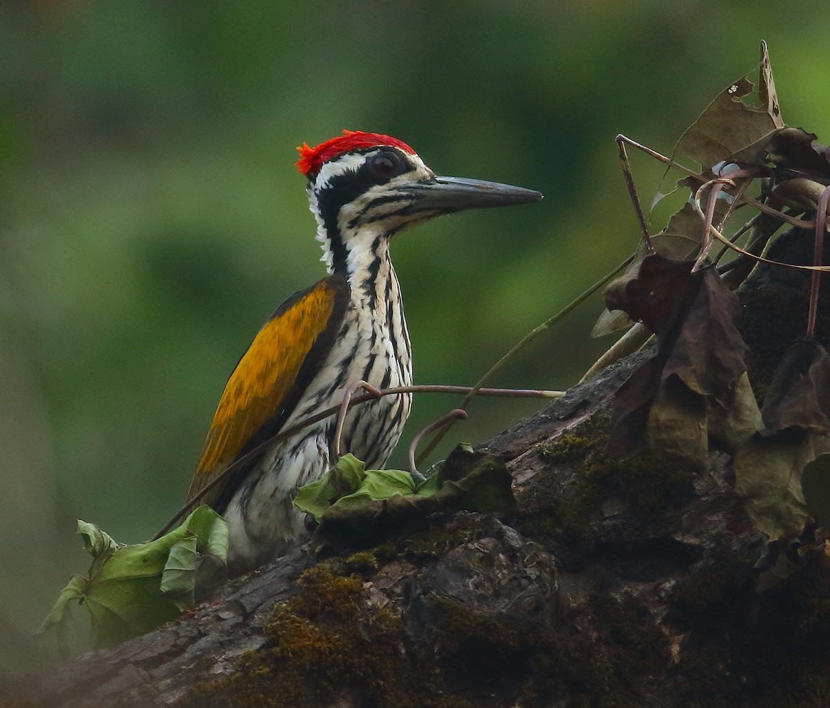 White-naped Woodpecker - ML77458111