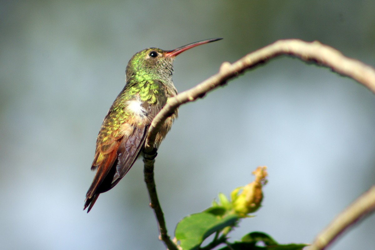 Buff-bellied Hummingbird - ML77458531