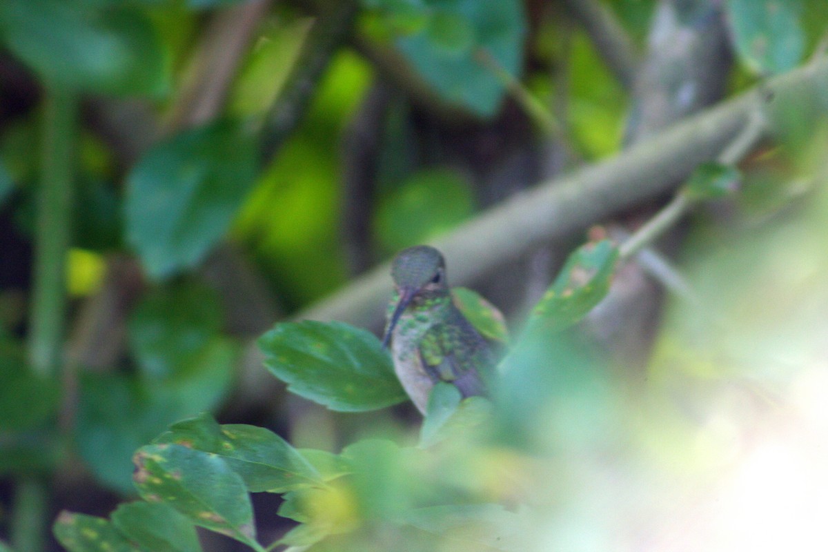 Buff-bellied Hummingbird - Hansel Herrera