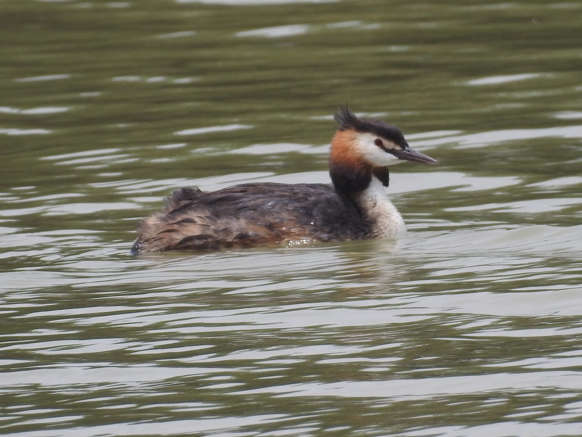 Great Crested Grebe - ML77458841