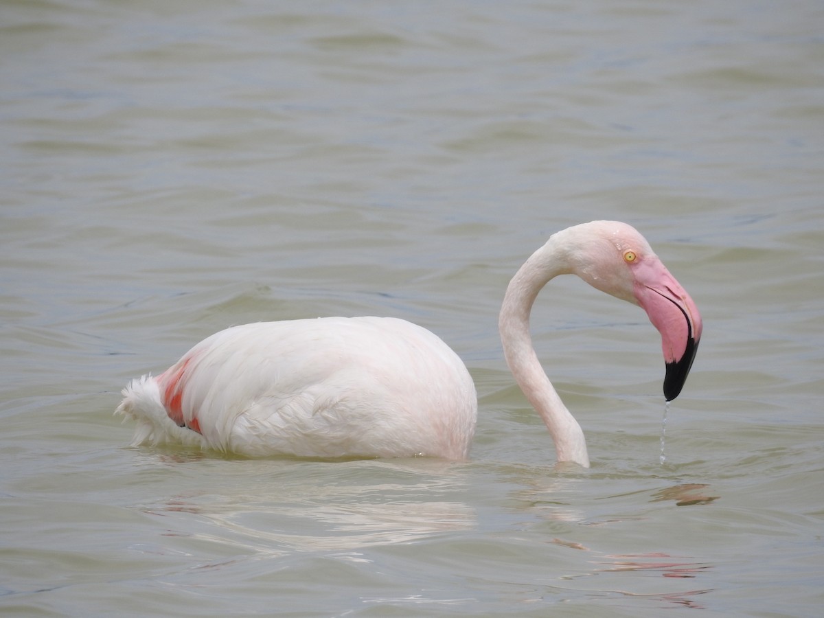 Greater Flamingo - ML77458881