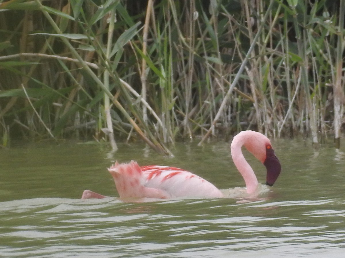 Lesser Flamingo - ML77459161