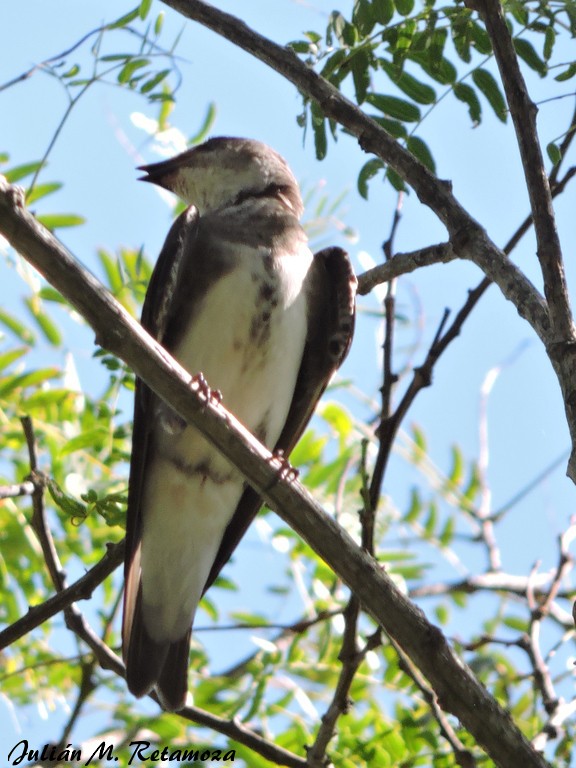 Brown-chested Martin - ML77460431