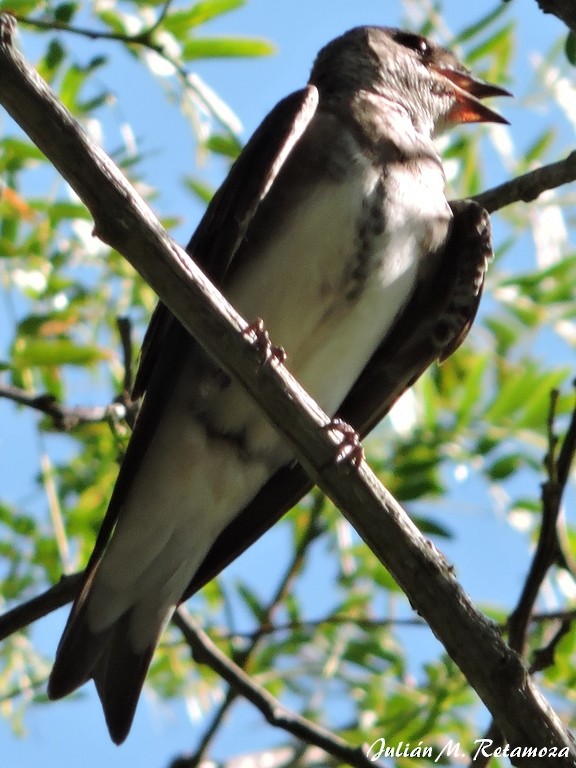 Brown-chested Martin - ML77460751