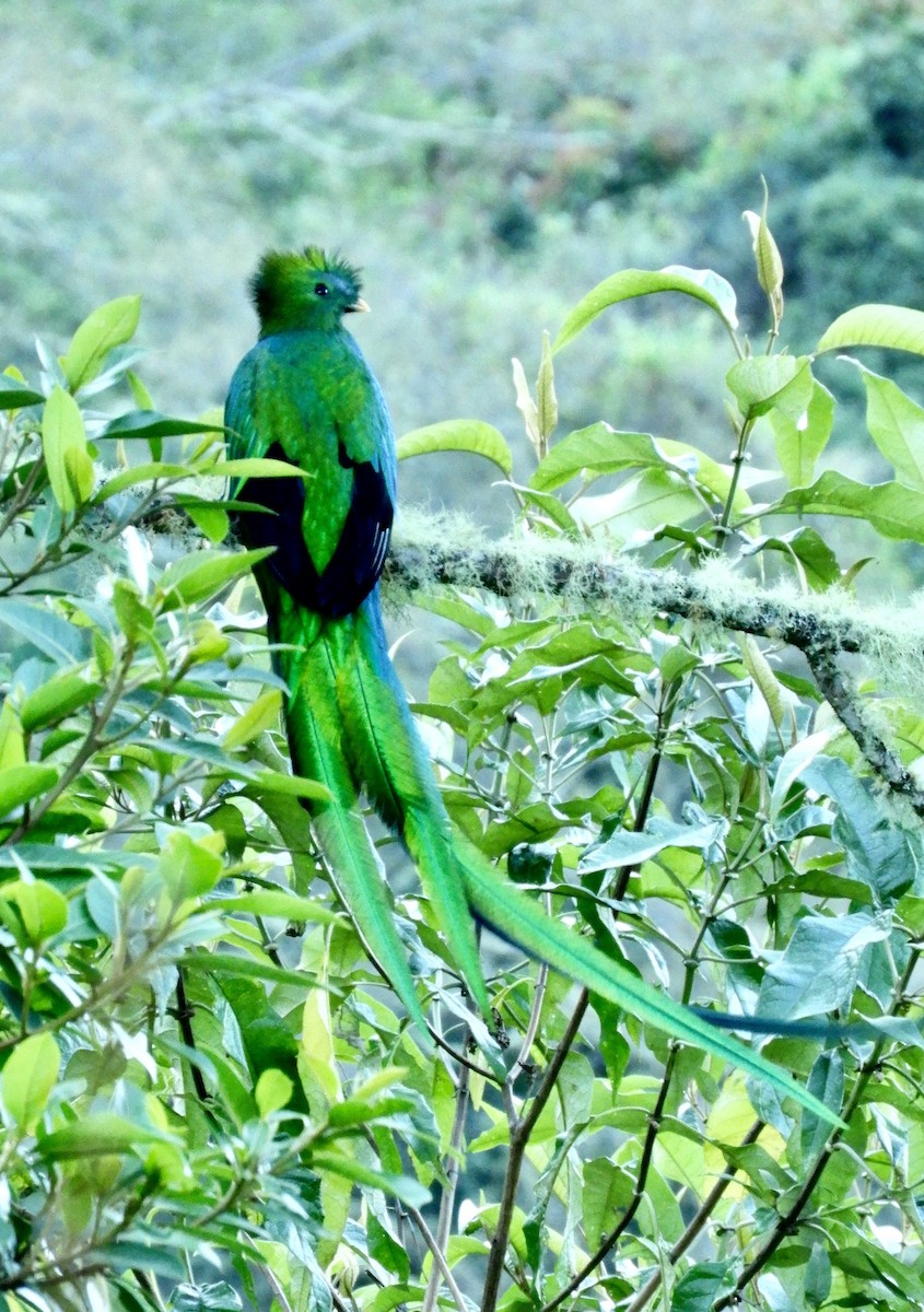 Resplendent Quetzal (Costa Rican) - Chuck Holliday