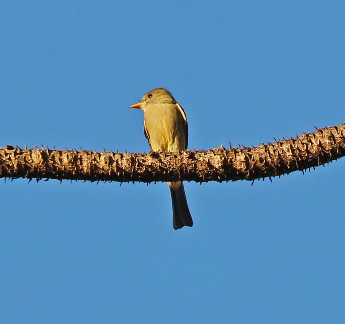 Greater Pewee - ML77463141